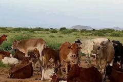 WhatsApp-Image-2025-08-02-at-15.57.56_1ecff682